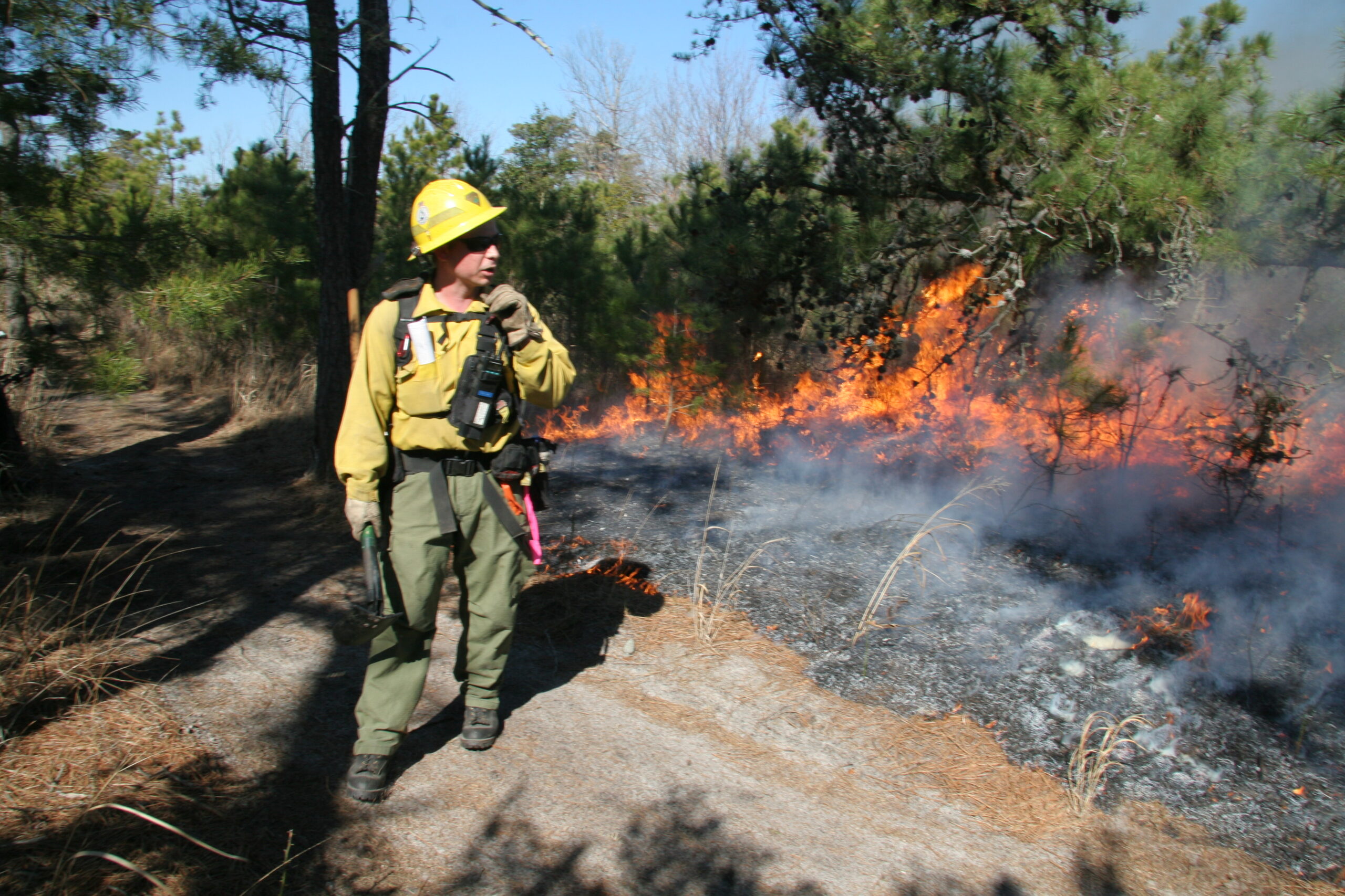 A wildland firefighter talking on a radio with a line of fire in pines.
